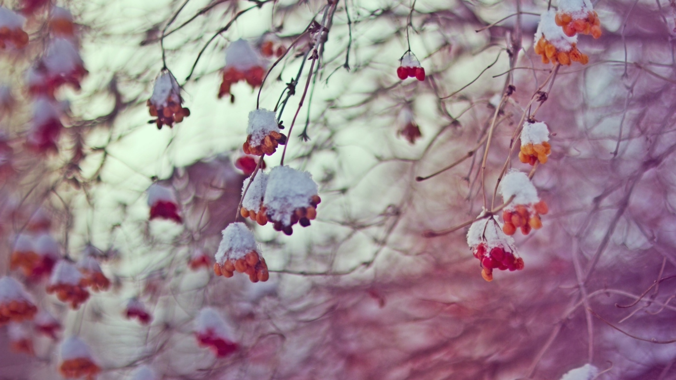 Обои февраль, простуда, ветвь, розовый, расцвет в разрешении 1366x768
