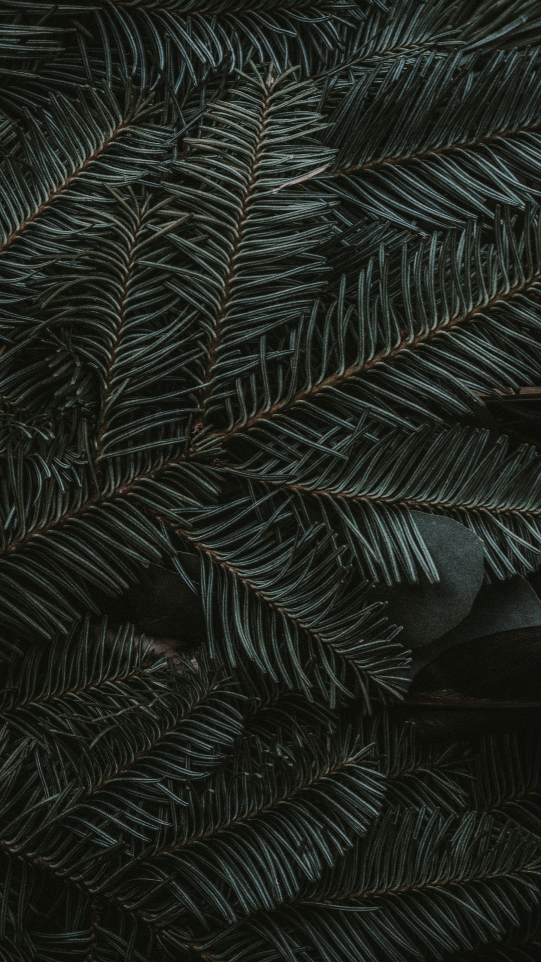 Обои полночь зеленый, ios, яблоко, наземное растение, лиственница в разрешении 1080x1920