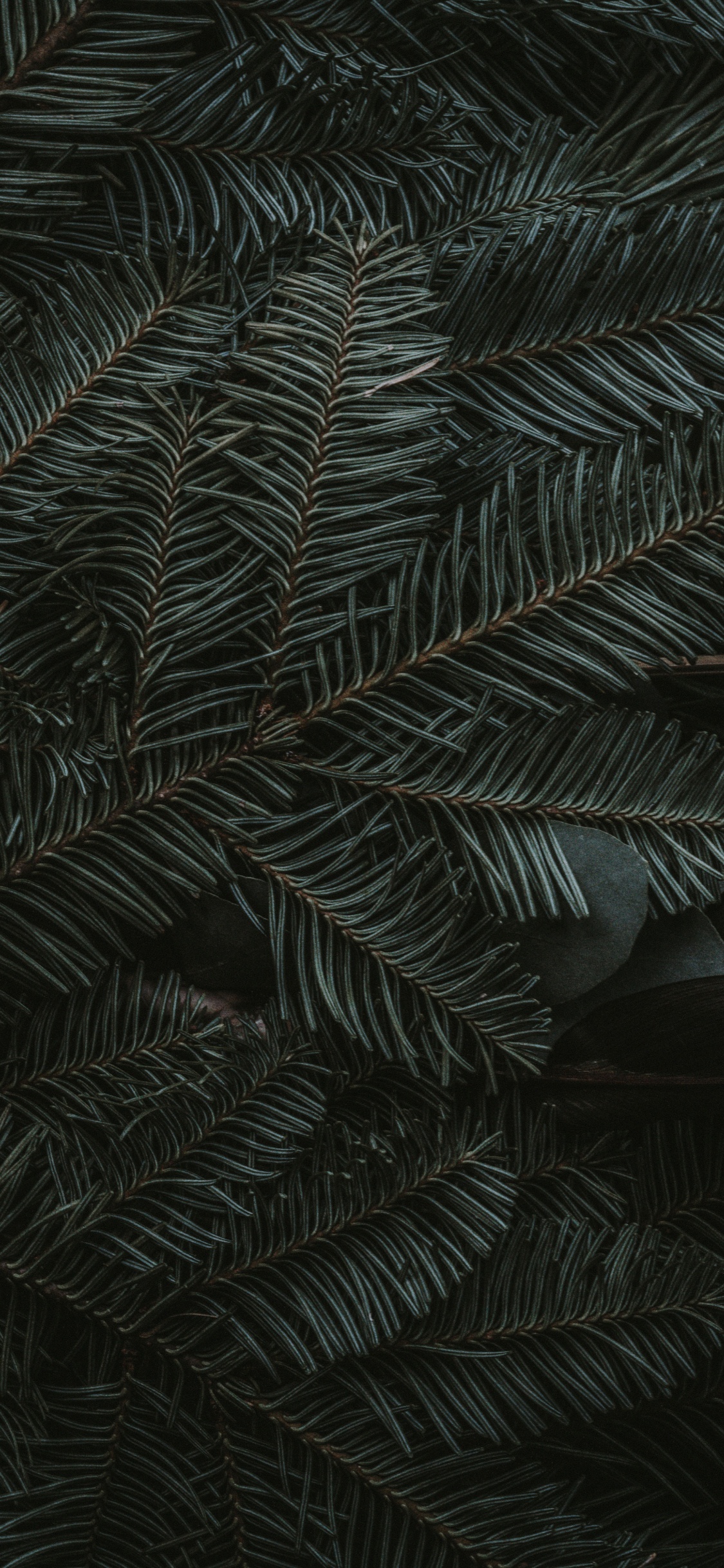 Обои полночь зеленый, ios, яблоко, наземное растение, лиственница в разрешении 1125x2436