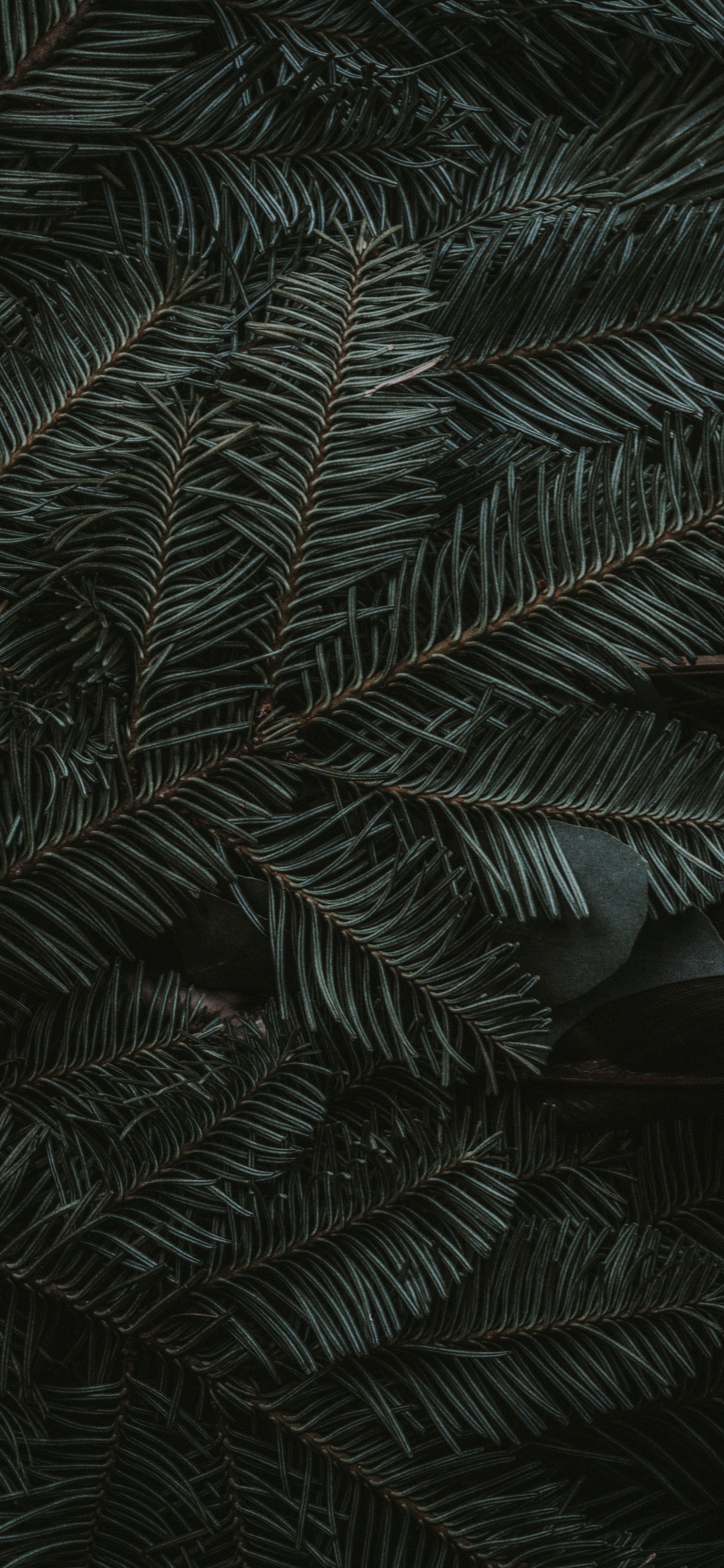 Обои полночь зеленый, ios, яблоко, наземное растение, лиственница в разрешении 1242x2688