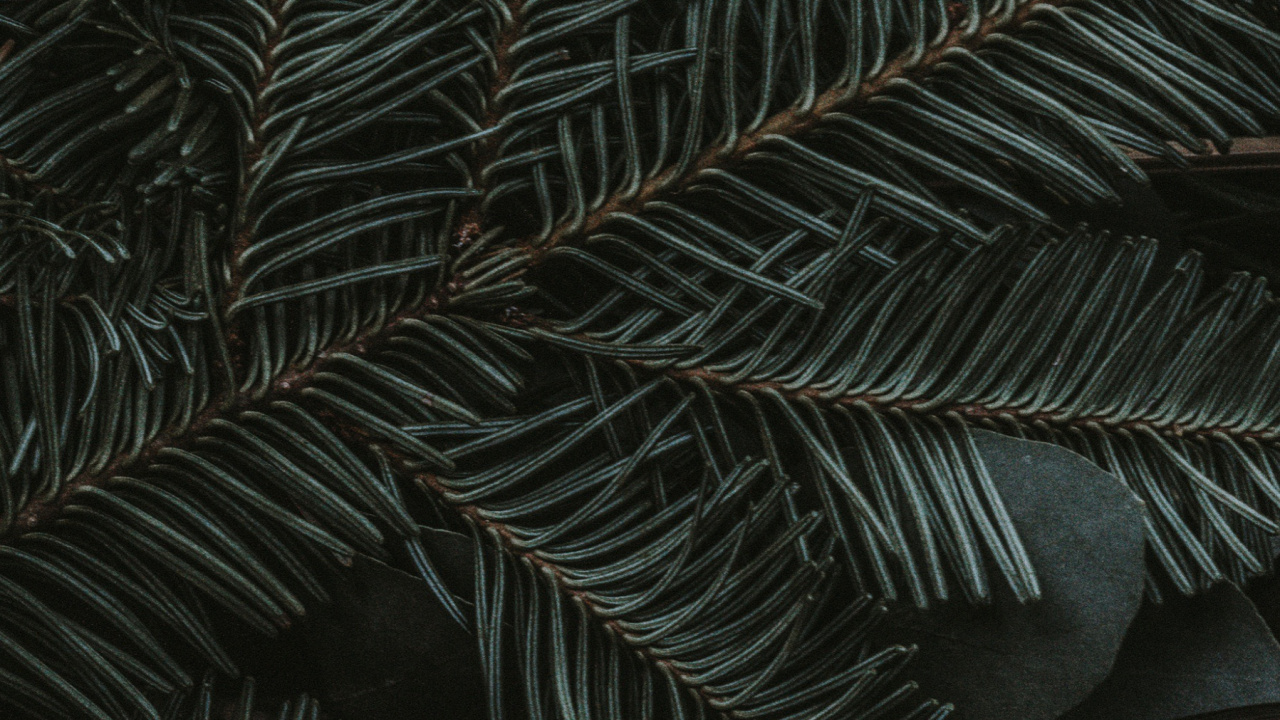 Обои полночь зеленый, ios, яблоко, наземное растение, лиственница в разрешении 1280x720