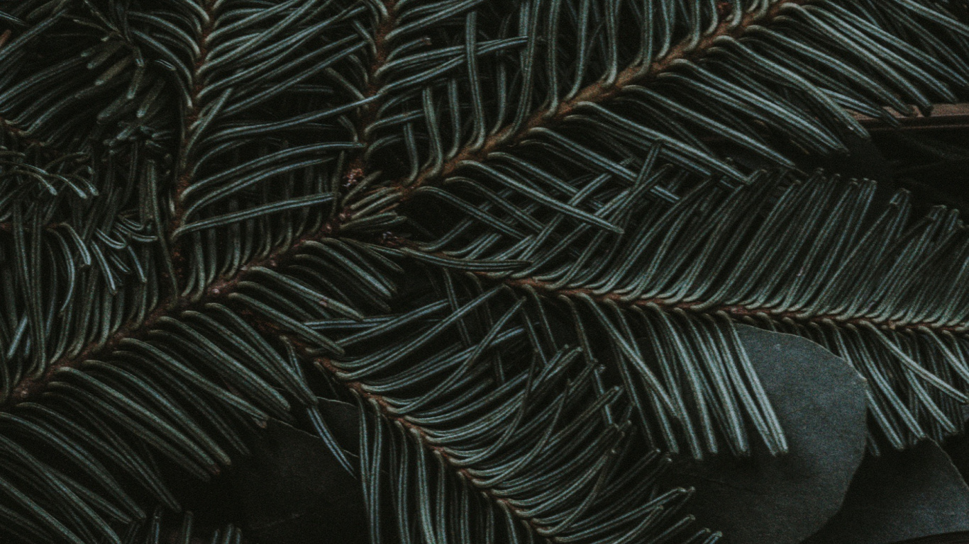 Обои полночь зеленый, ios, яблоко, наземное растение, лиственница в разрешении 1366x768