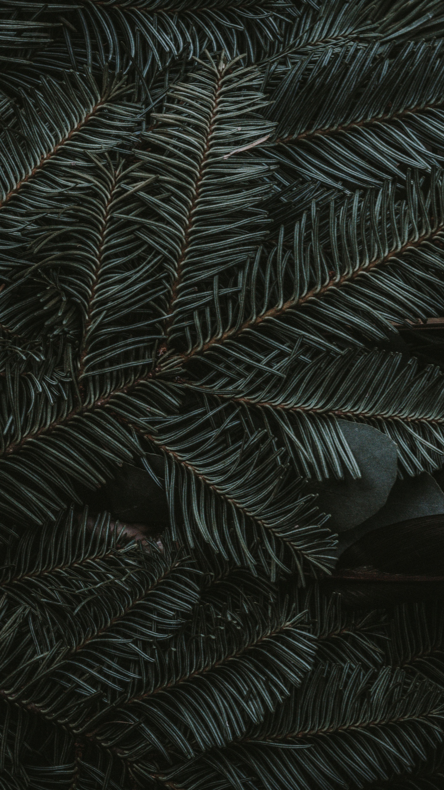 Обои полночь зеленый, ios, яблоко, наземное растение, лиственница в разрешении 1440x2560