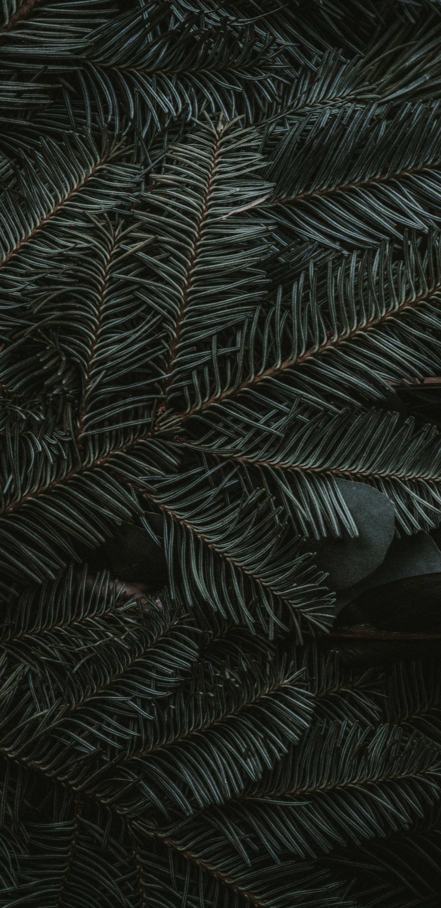 Обои полночь зеленый, ios, яблоко, наземное растение, лиственница в разрешении 1440x2960