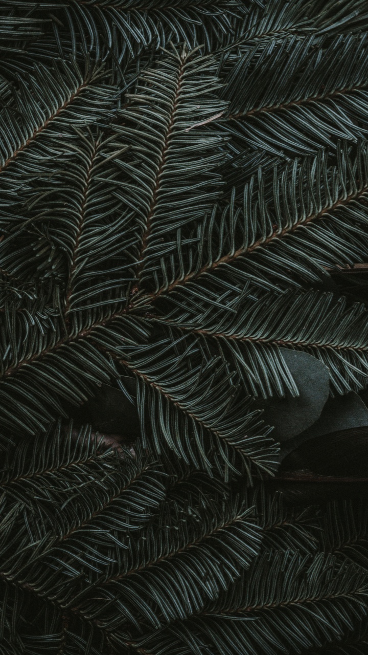 Обои полночь зеленый, ios, яблоко, наземное растение, лиственница в разрешении 720x1280