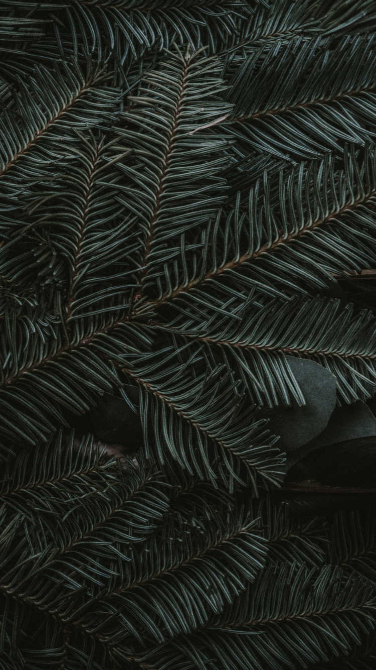 Обои полночь зеленый, ios, яблоко, наземное растение, лиственница в разрешении 750x1334