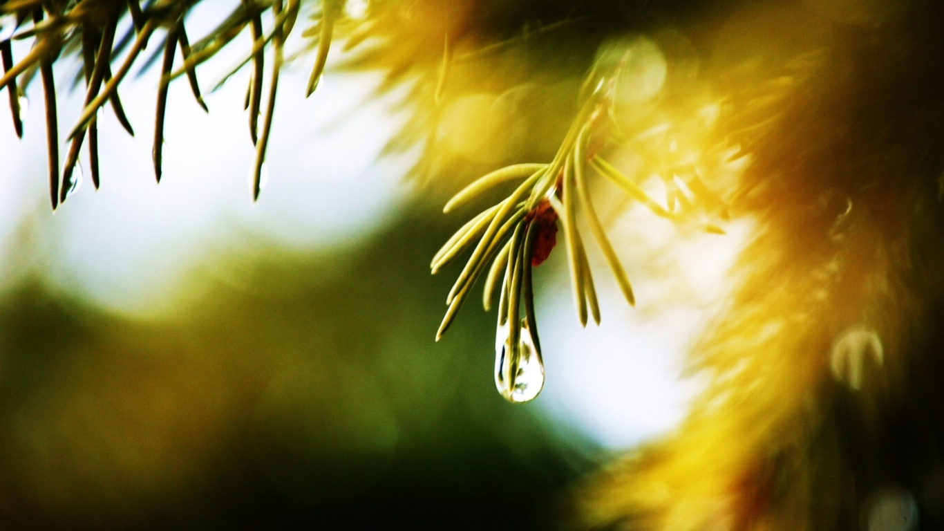 Обои роса, природа, желтый, дерево, свет в разрешении 1366x768