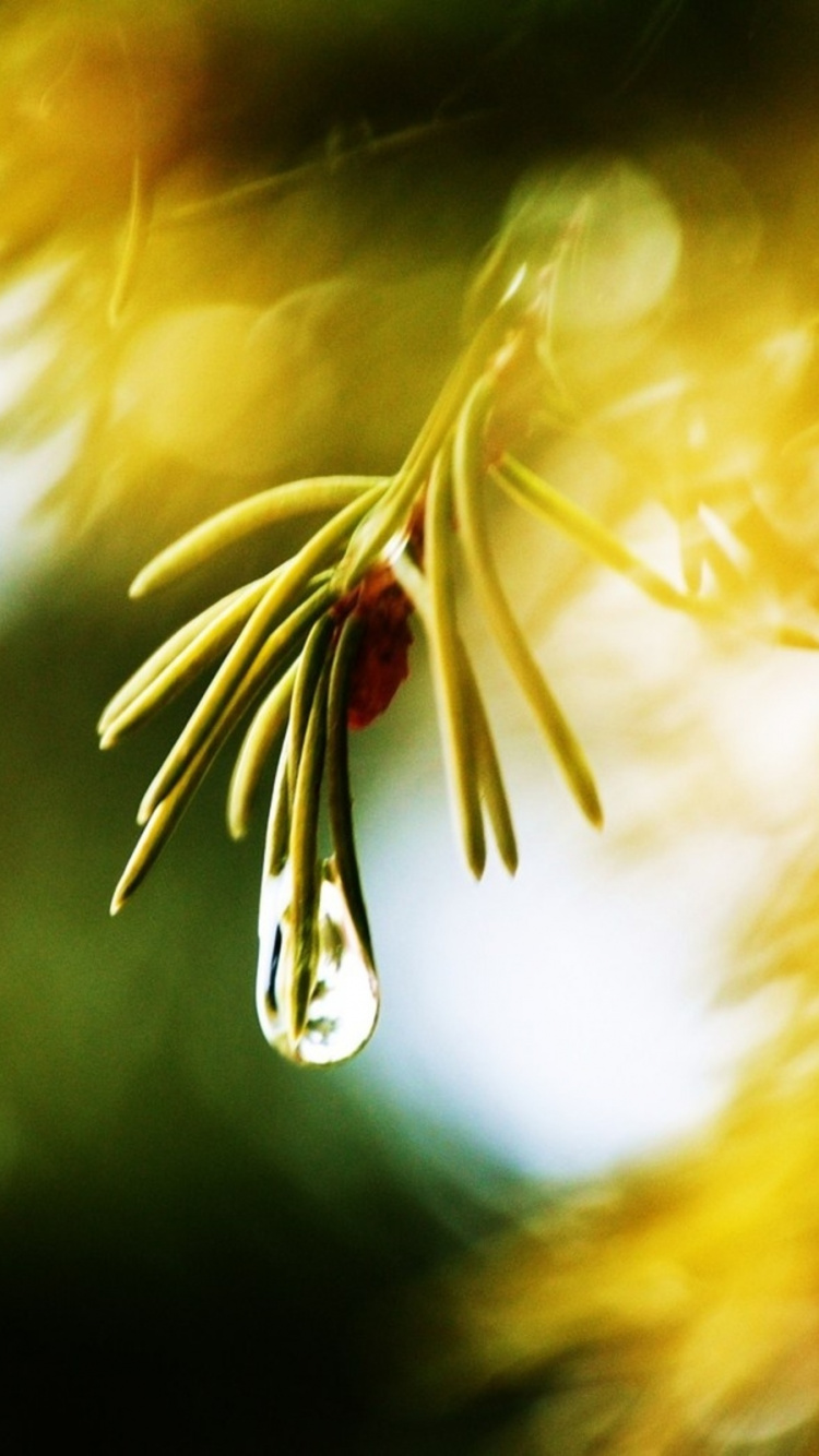 Обои роса, природа, желтый, дерево, свет в разрешении 750x1334