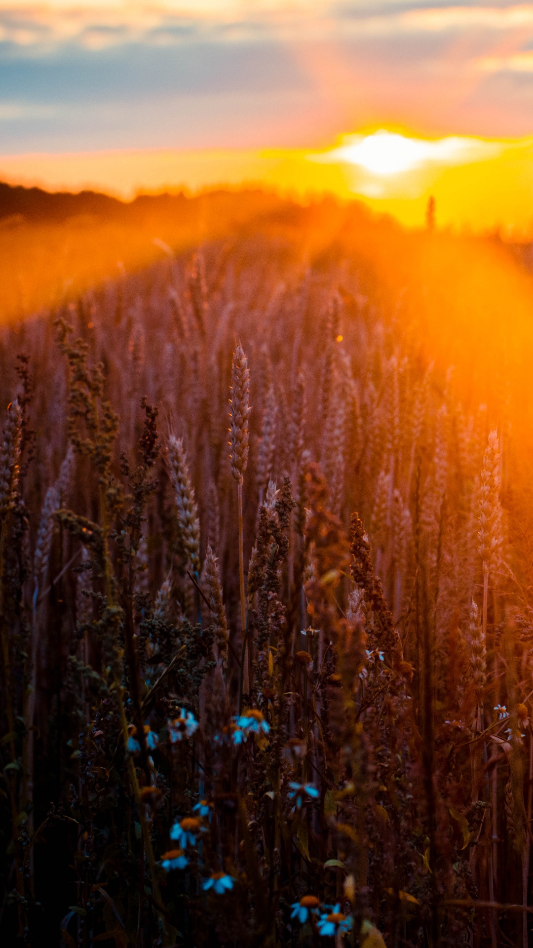 Обои природа, природный ландшафт, свет, солнечный свет, утро в разрешении 1080x1920