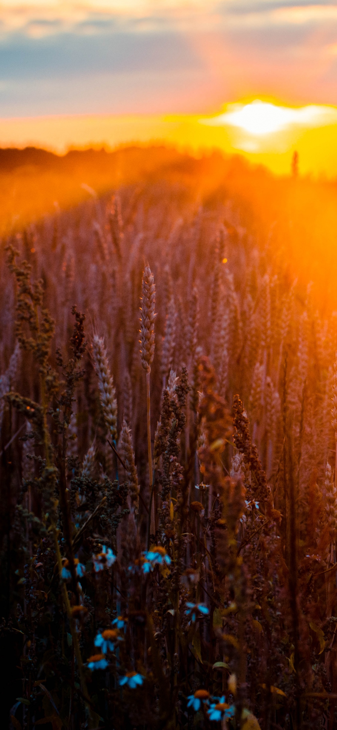 Обои природа, природный ландшафт, свет, солнечный свет, утро в разрешении 1125x2436