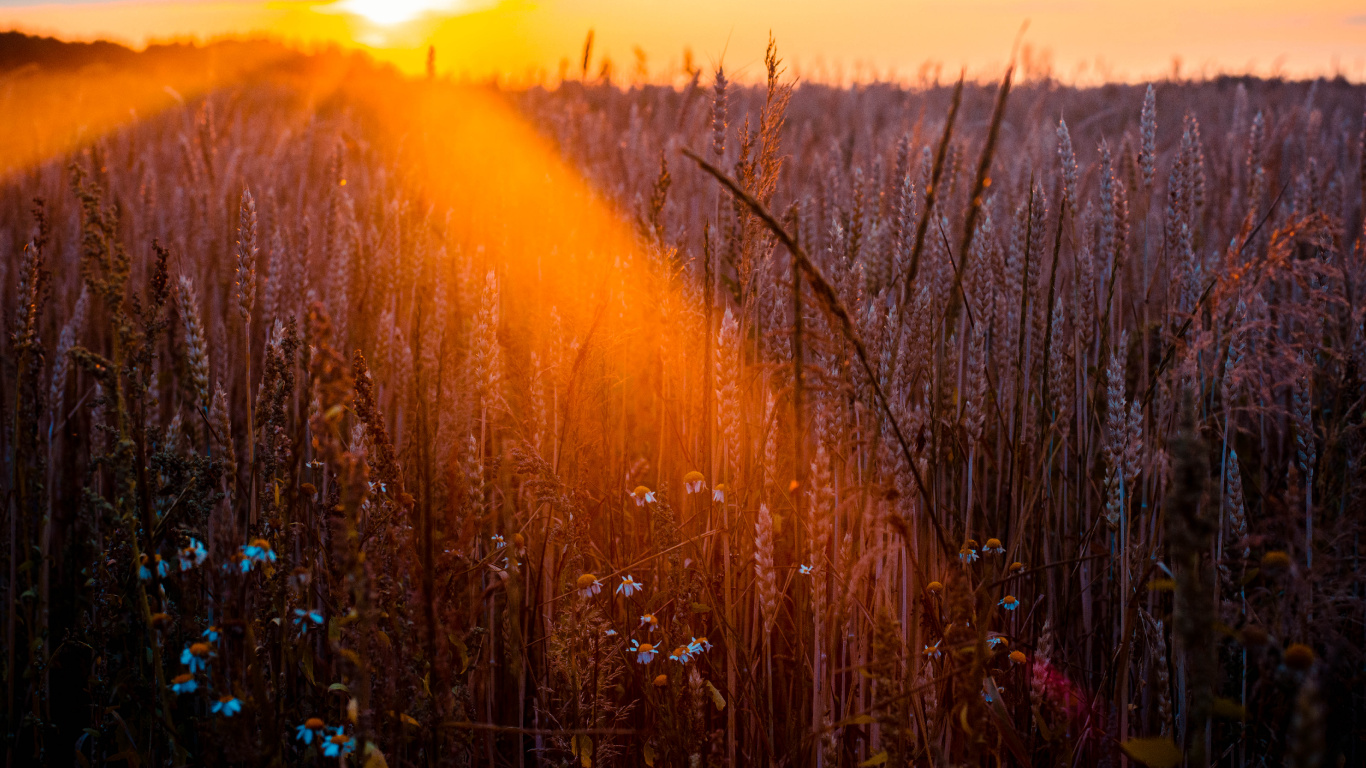 Обои природа, природный ландшафт, свет, солнечный свет, утро в разрешении 1366x768