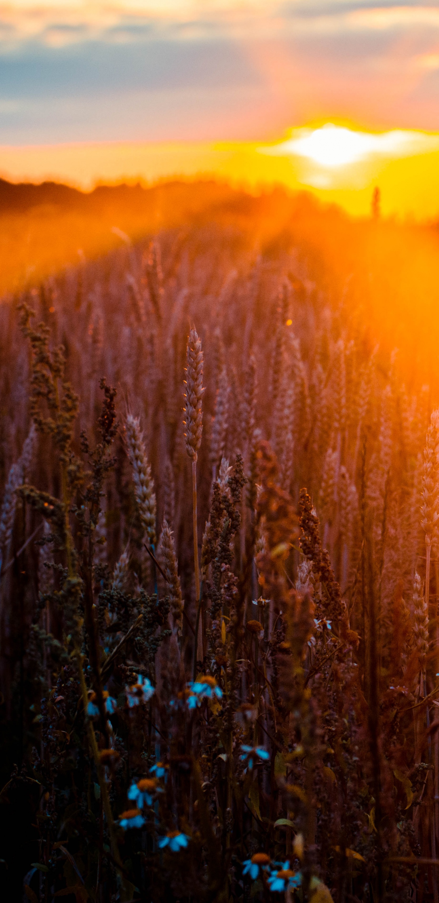 Обои природа, природный ландшафт, свет, солнечный свет, утро в разрешении 1440x2960