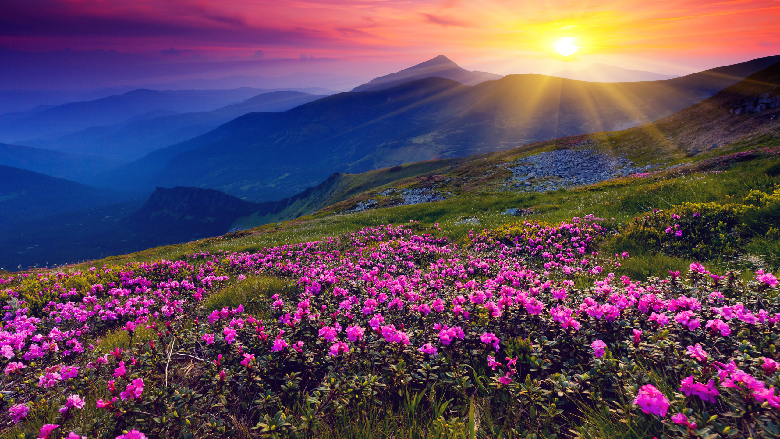 Обои цветок, природа, горный рельеф, гора, полевой цветок в разрешении 2560x1440
