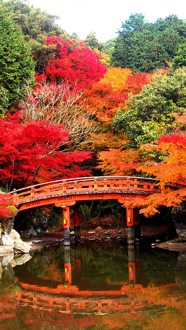 Обои Дайго-дзи, храм, буддийский храм, природа, дерево в разрешении 720x1280