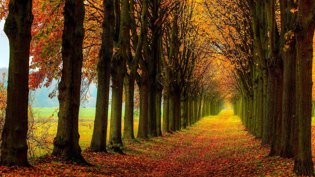 Обои постер, дерево, природа, лист, лес в разрешении 1280x720