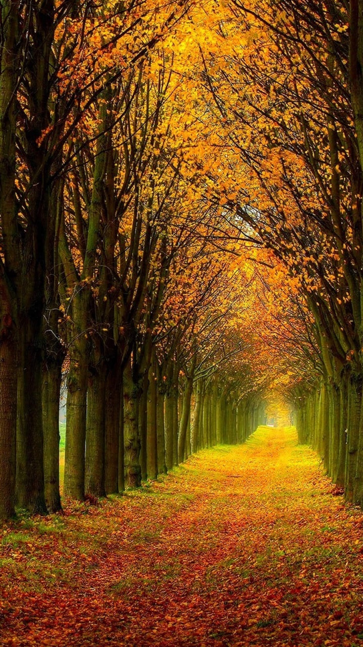 Обои постер, дерево, природа, лист, лес в разрешении 720x1280