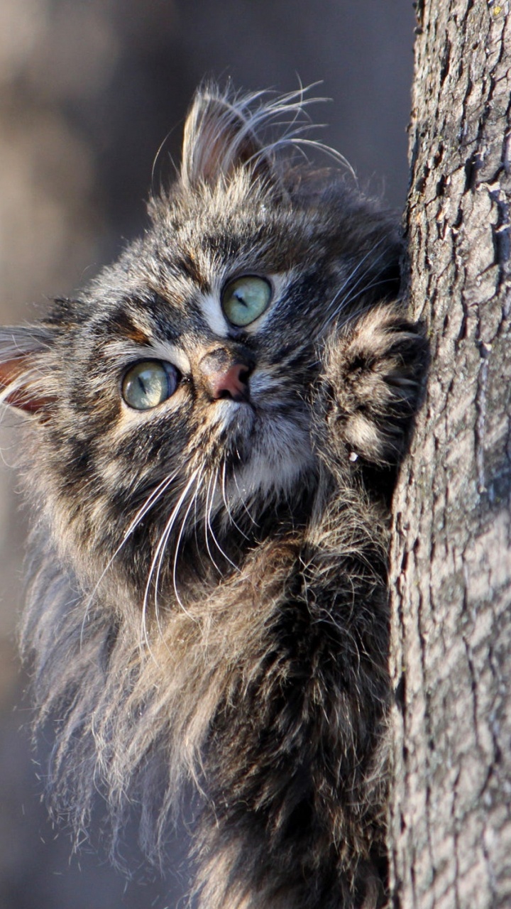 Обои кот, Сибирская кошка, норвежский лесной кот, котенок, бакенбарды в разрешении 720x1280