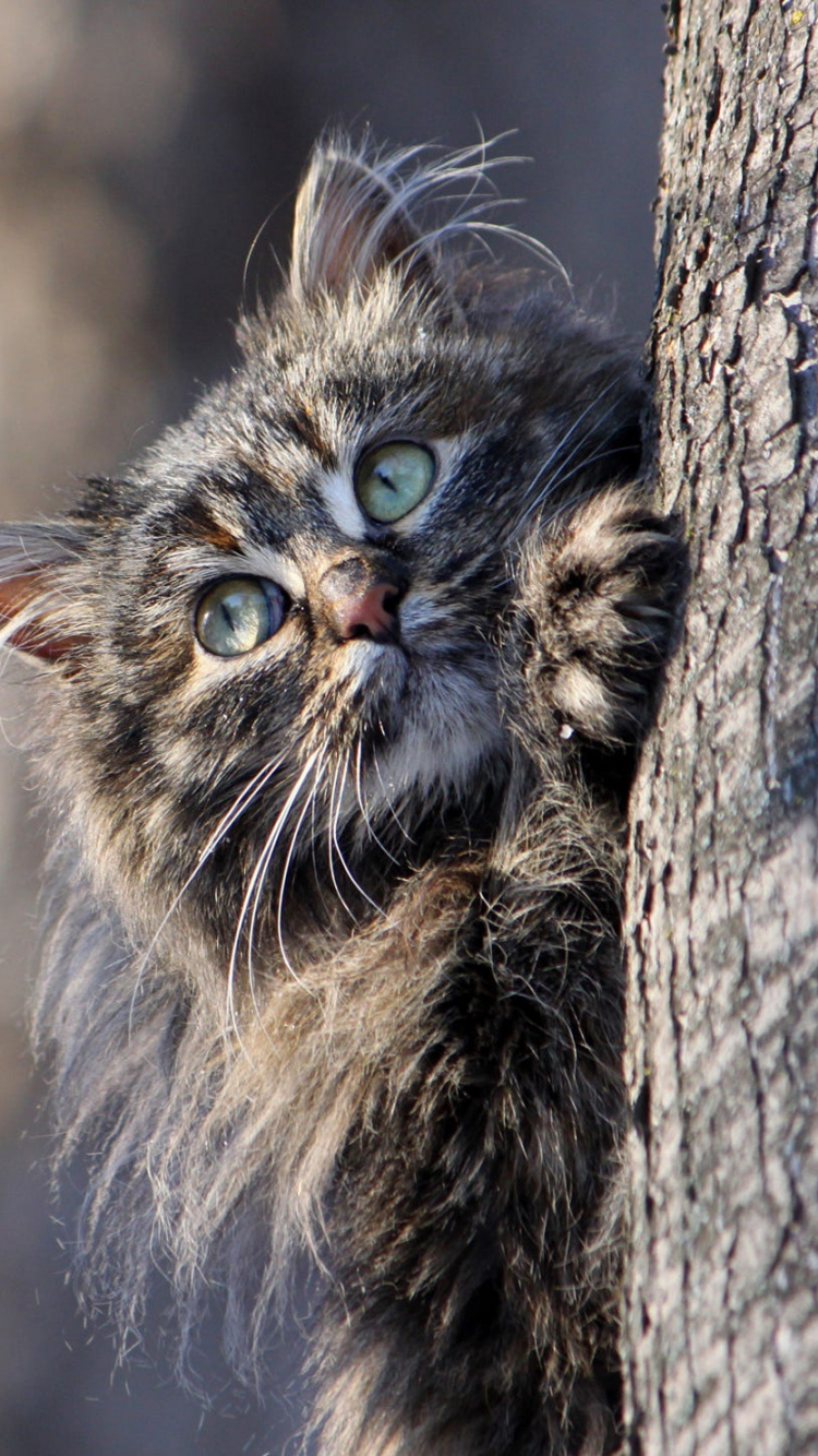 Обои кот, Сибирская кошка, норвежский лесной кот, котенок, бакенбарды в разрешении 750x1334