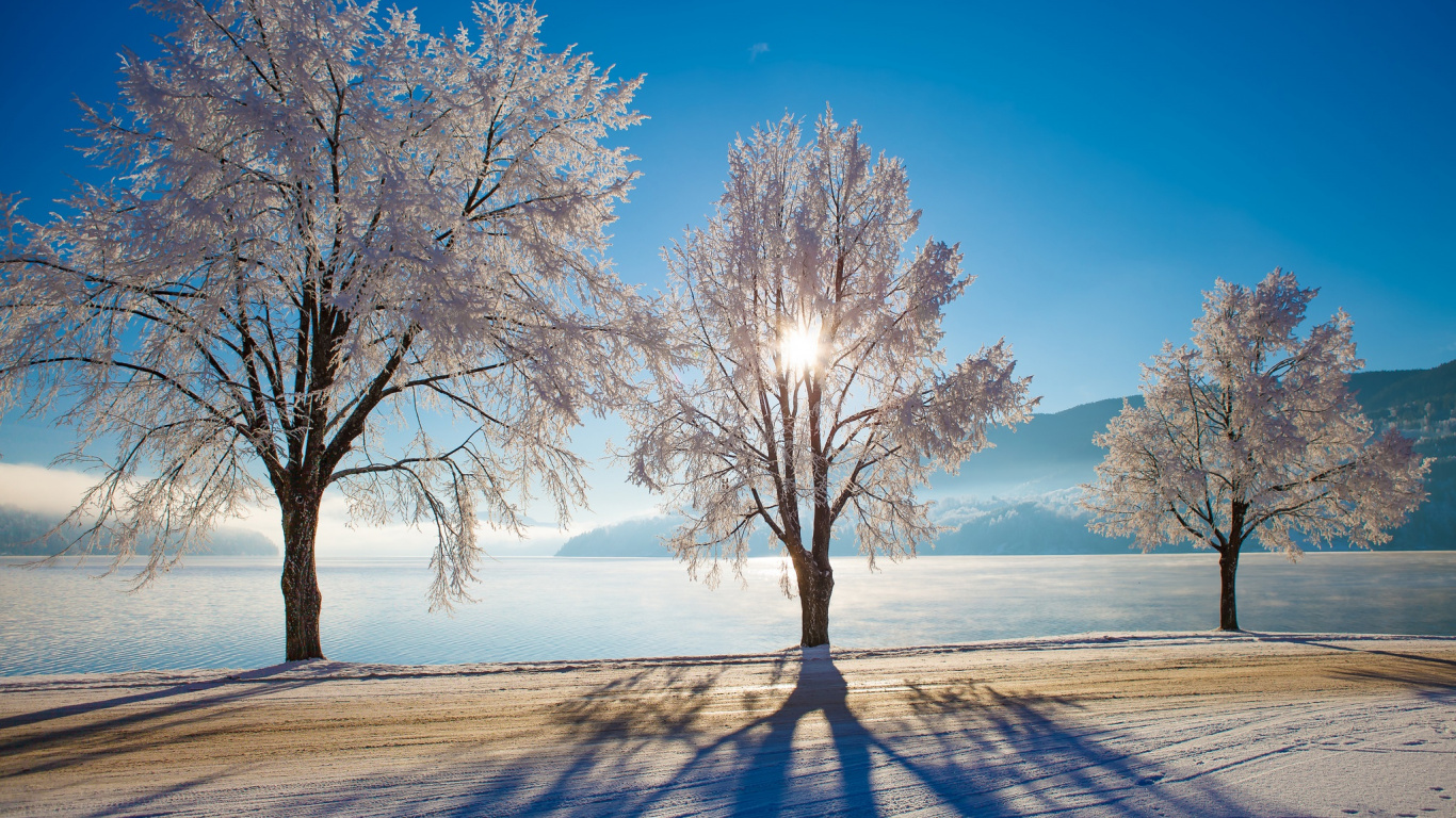 Обои снег, зима, природа, дерево, мороз в разрешении 1366x768