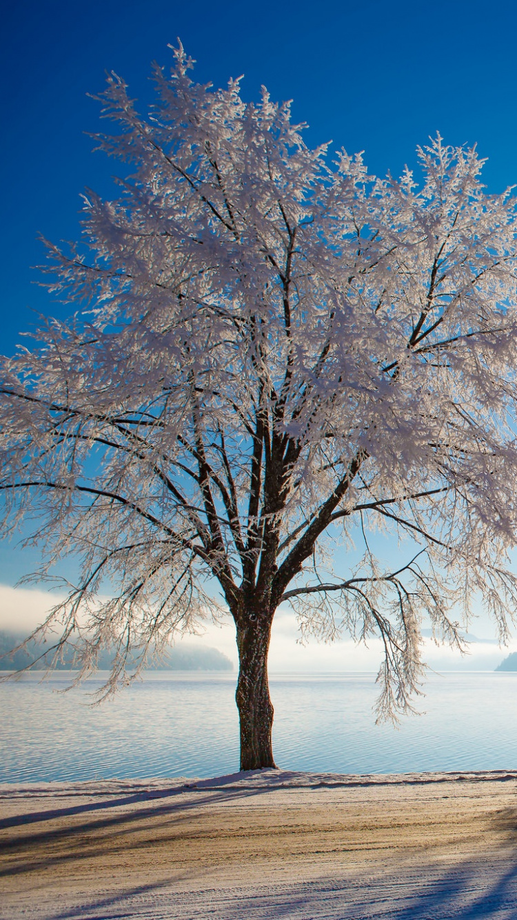 Обои снег, зима, природа, дерево, мороз в разрешении 750x1334