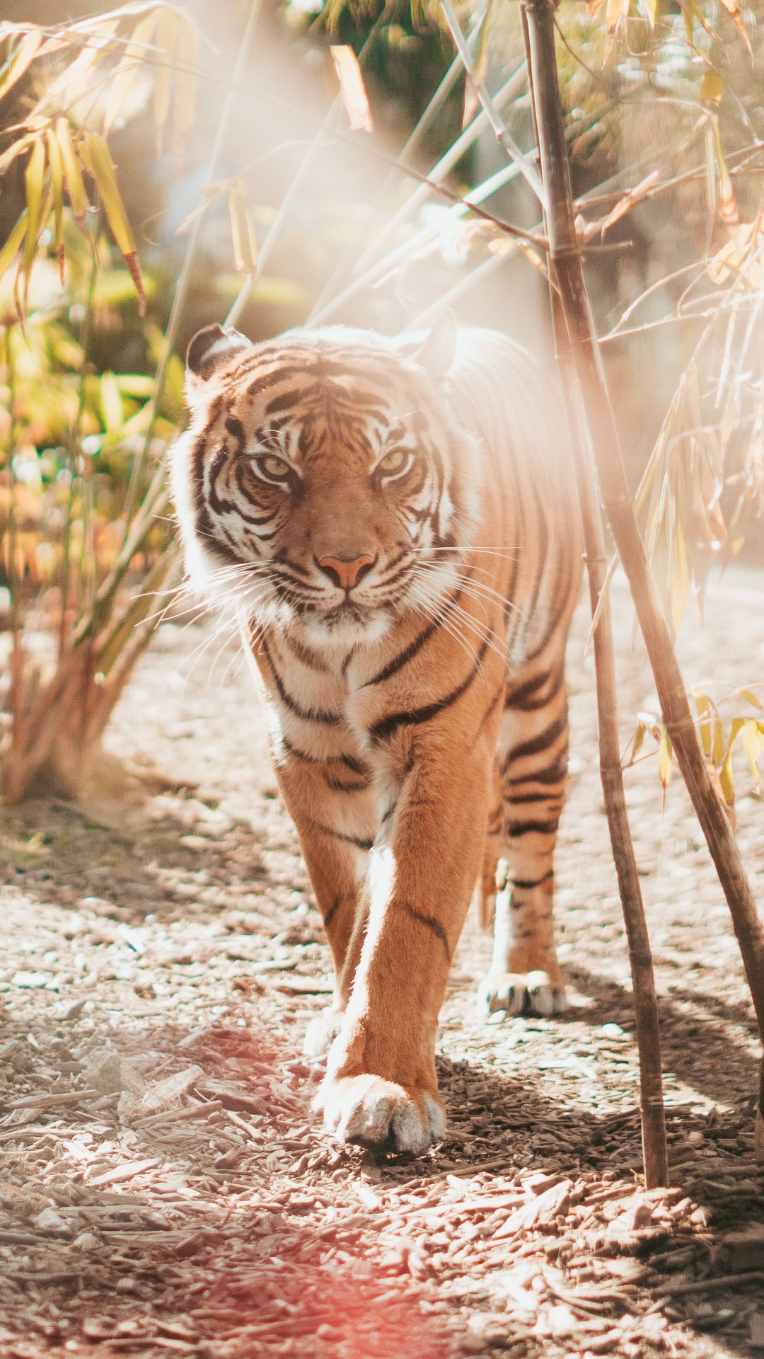 Обои тигр, Леопард, большая кошка, бенгальский тигр, живая природа в разрешении 1080x1920