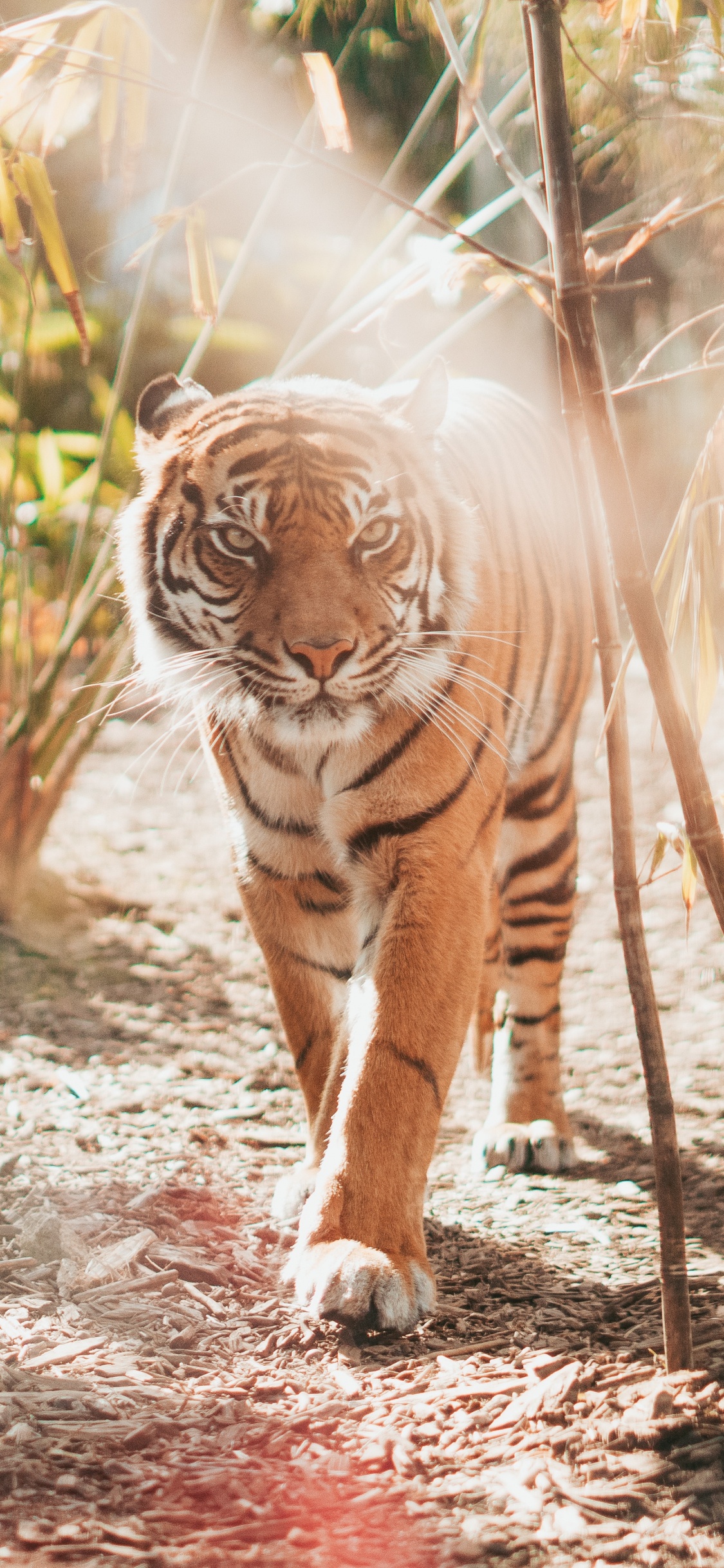 Обои тигр, Леопард, большая кошка, бенгальский тигр, живая природа в разрешении 1125x2436