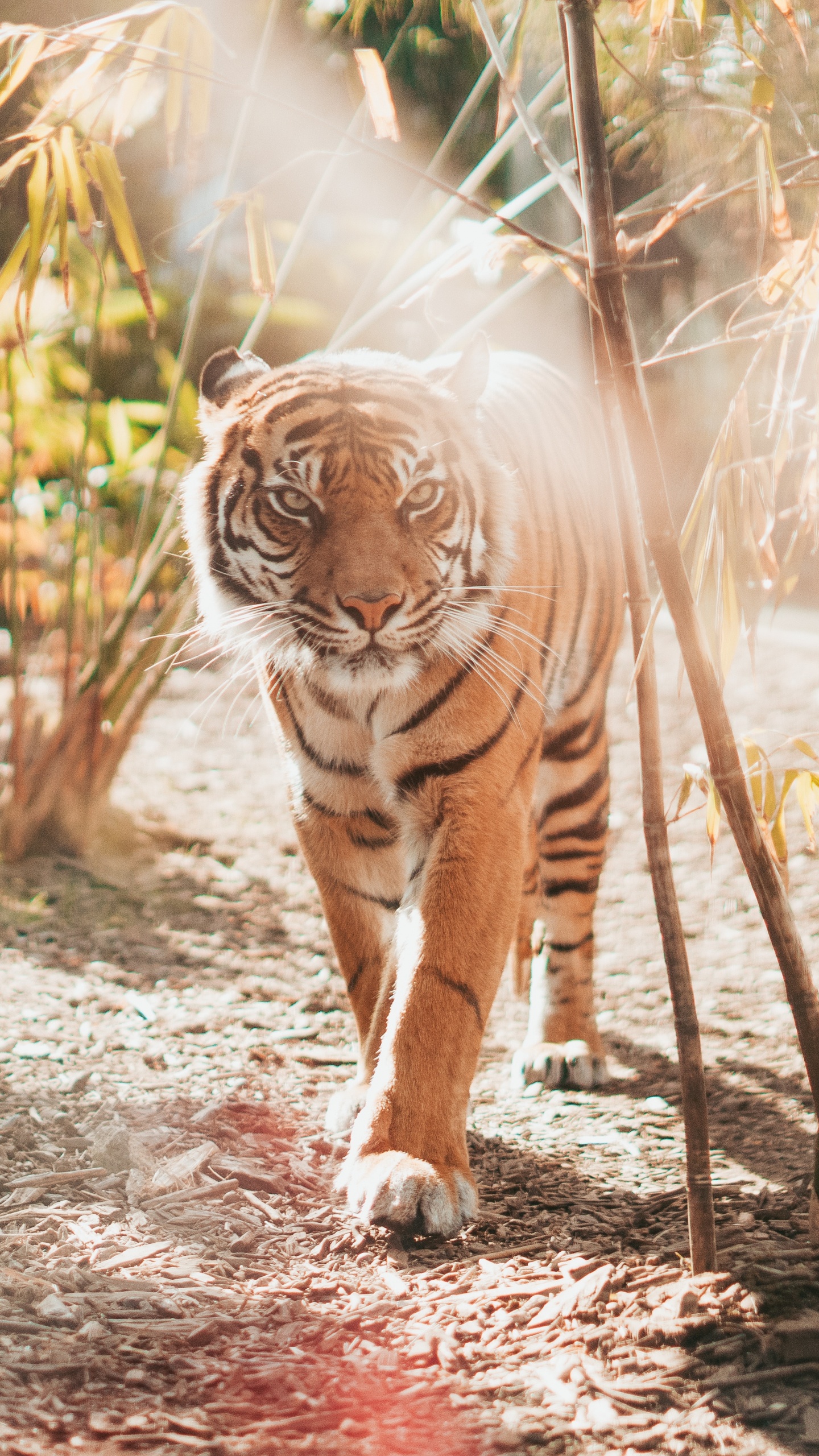 Обои тигр, Леопард, большая кошка, бенгальский тигр, живая природа в разрешении 1440x2560