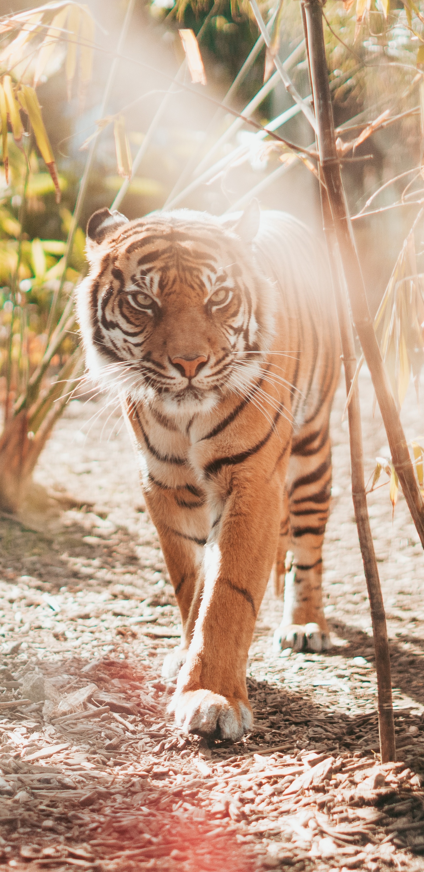 Обои тигр, Леопард, большая кошка, бенгальский тигр, живая природа в разрешении 1440x2960