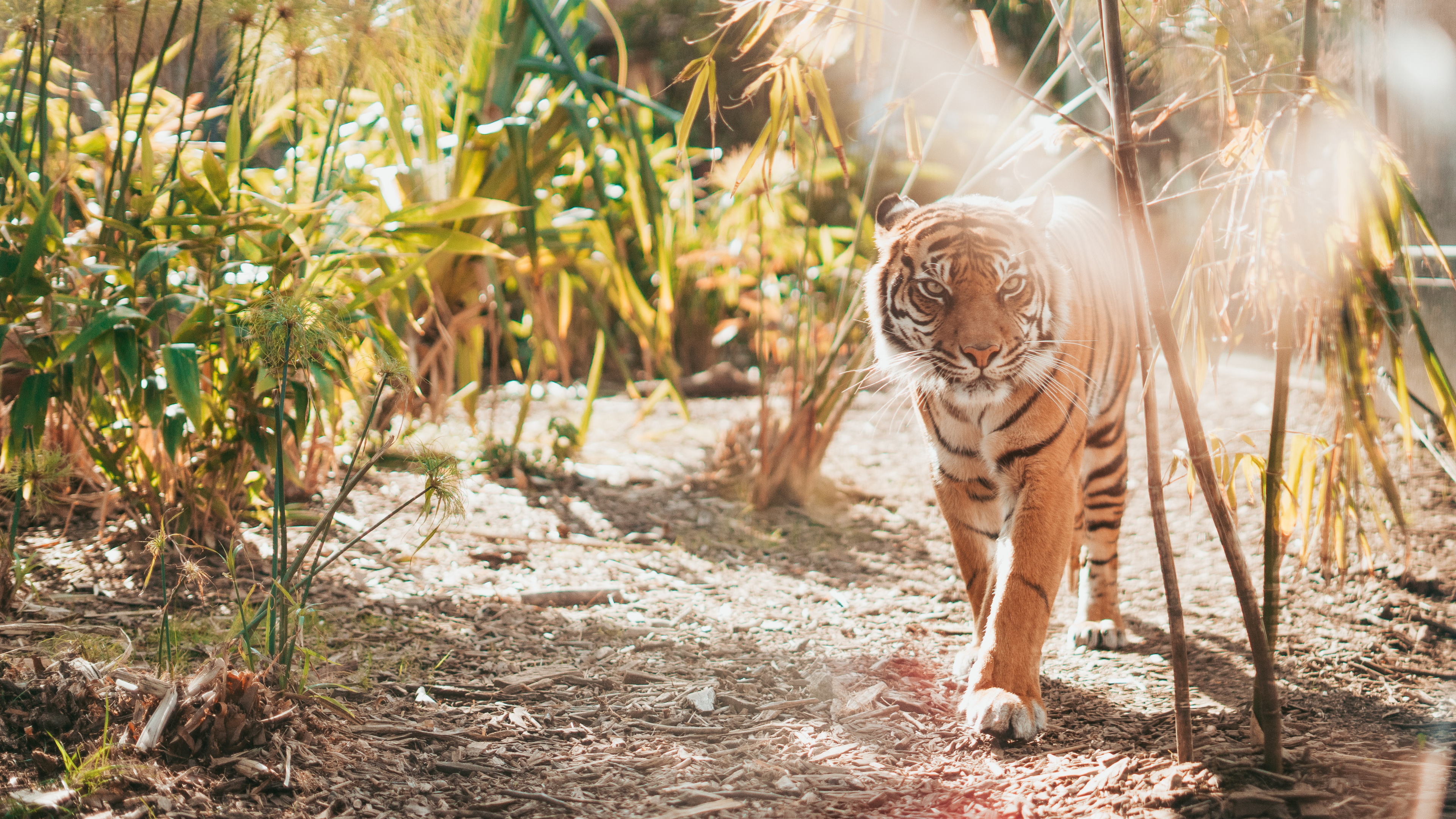 Обои тигр, Леопард, большая кошка, бенгальский тигр, живая природа в разрешении 3840x2160