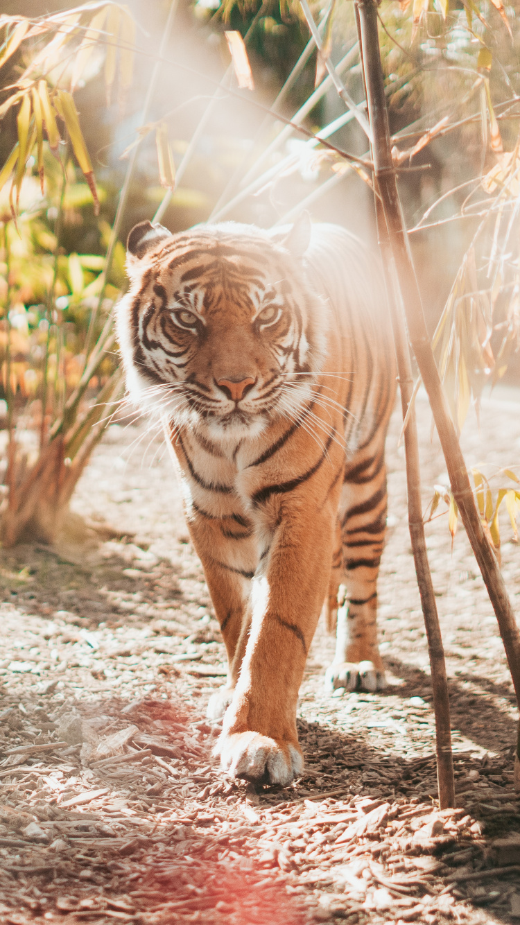 Обои тигр, Леопард, большая кошка, бенгальский тигр, живая природа в разрешении 750x1334