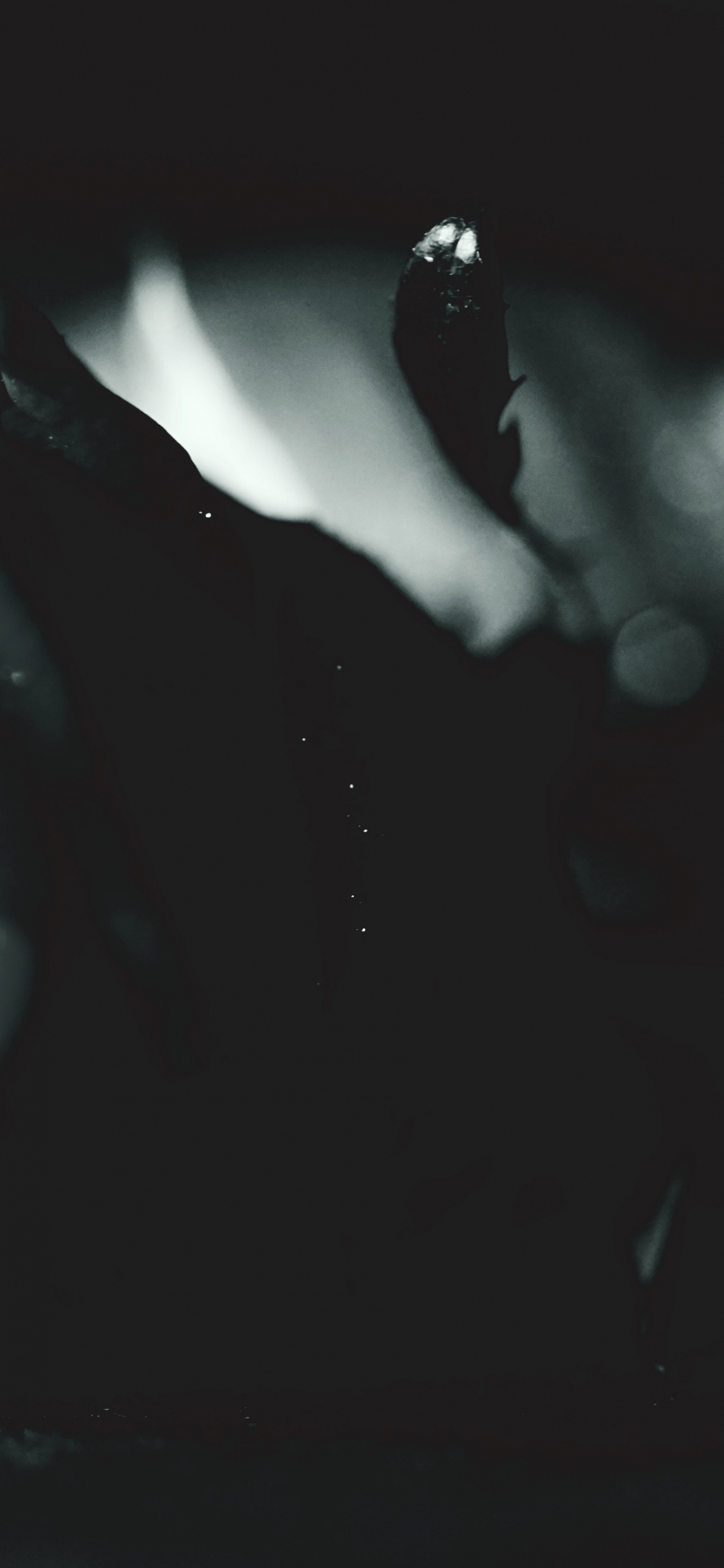 Обои белые, цветок, черный, черная роза, музыка в разрешении 1125x2436