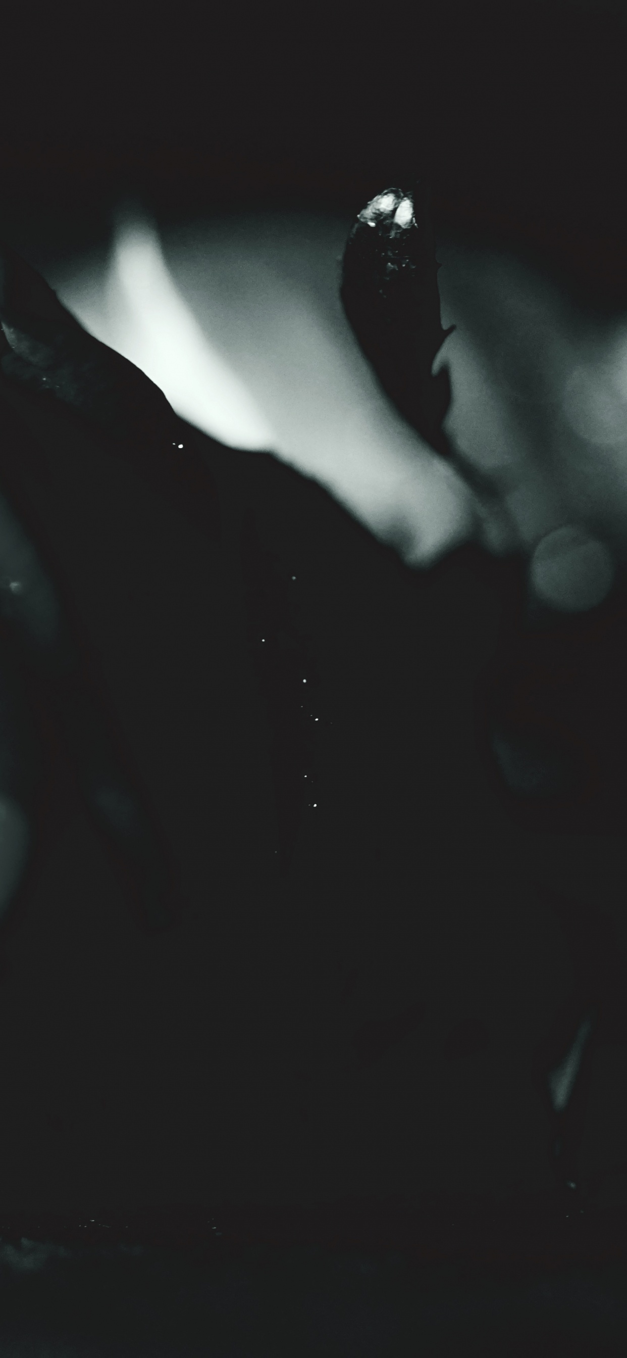 Обои белые, цветок, черный, черная роза, музыка в разрешении 1242x2688