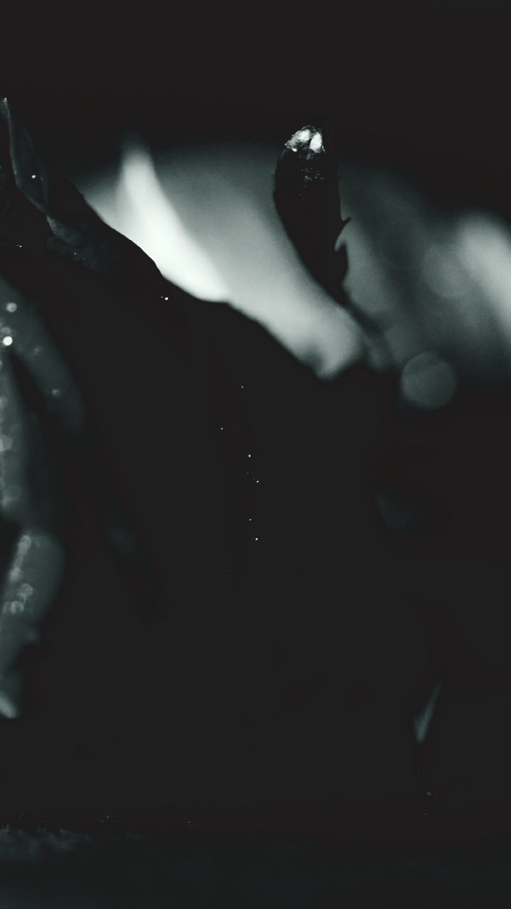 Обои белые, цветок, черный, черная роза, музыка в разрешении 720x1280