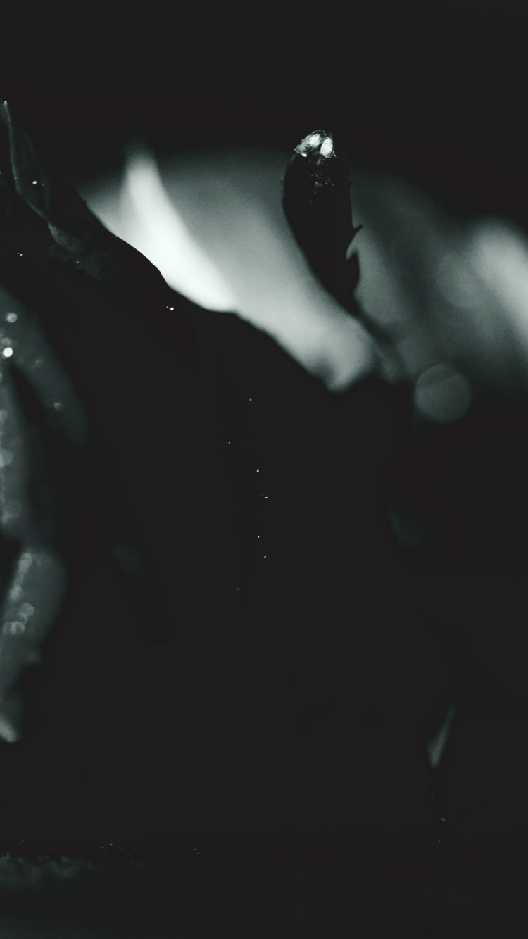 Обои белые, цветок, черный, черная роза, музыка в разрешении 750x1334