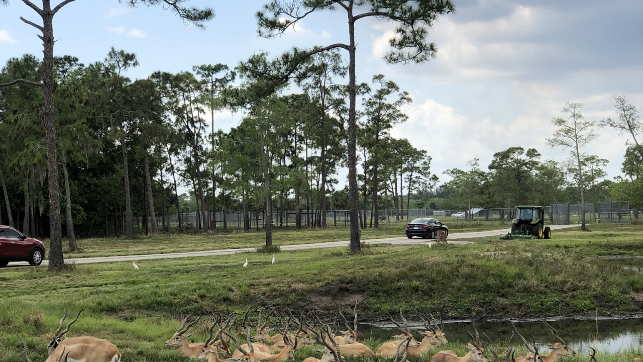 Обои дерево, сельский район, почвопокровная, олененок, выгон в разрешении 1280x720