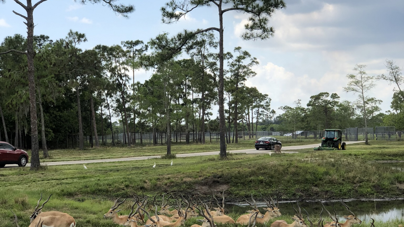 Обои дерево, сельский район, почвопокровная, олененок, выгон в разрешении 1366x768