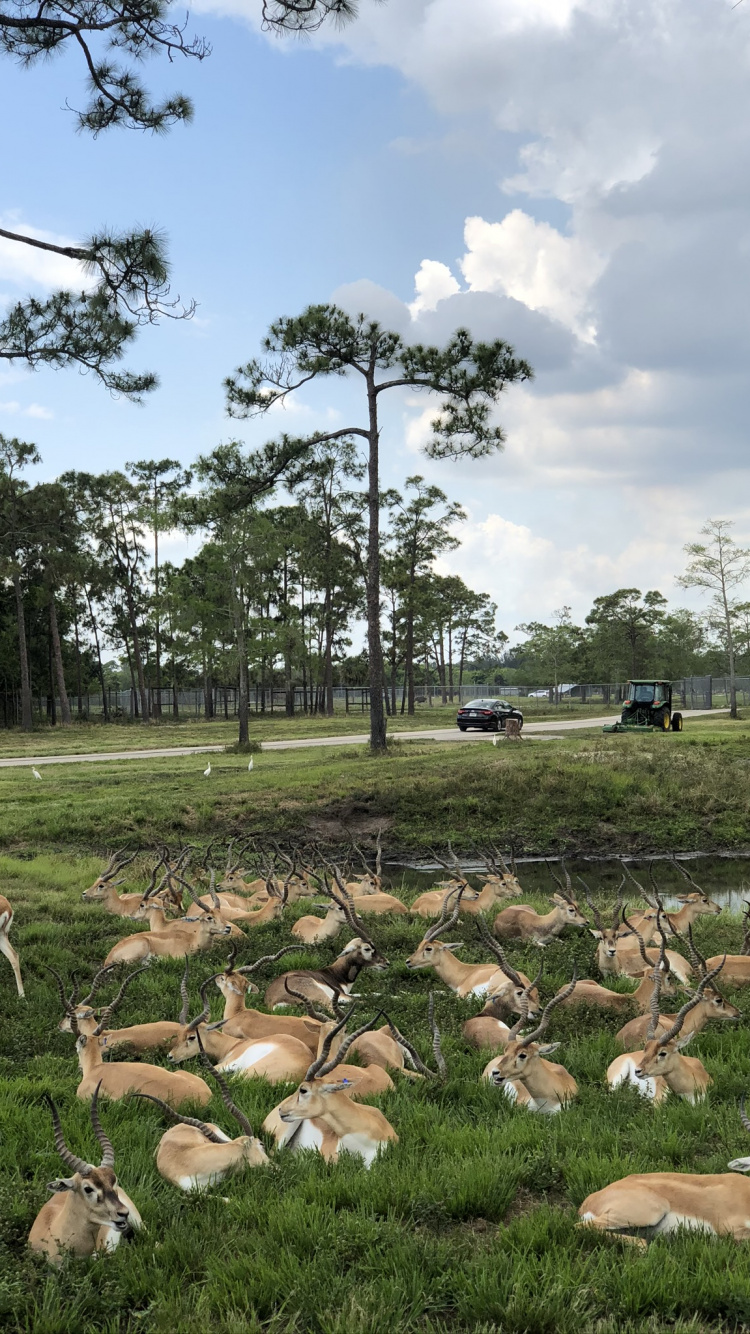 Обои дерево, сельский район, почвопокровная, олененок, выгон в разрешении 750x1334