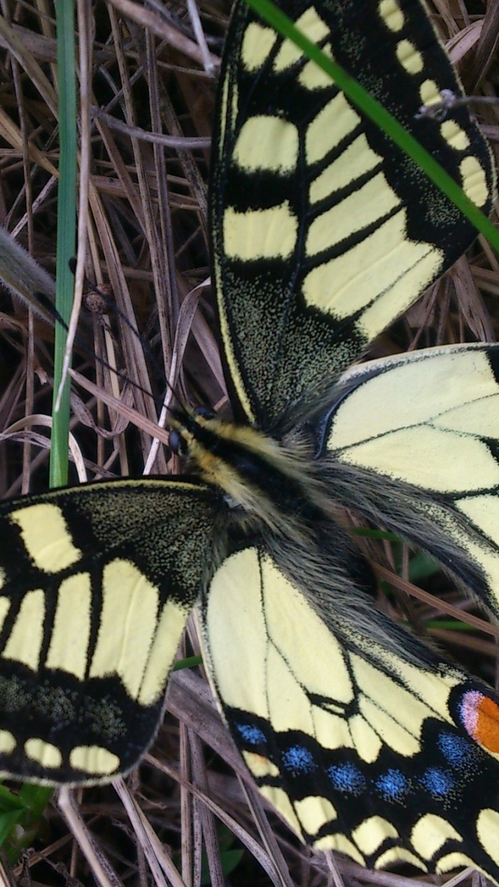 Обои насекомое, мотылек, Флора, мотыльки и бабочки, бабочка в разрешении 720x1280