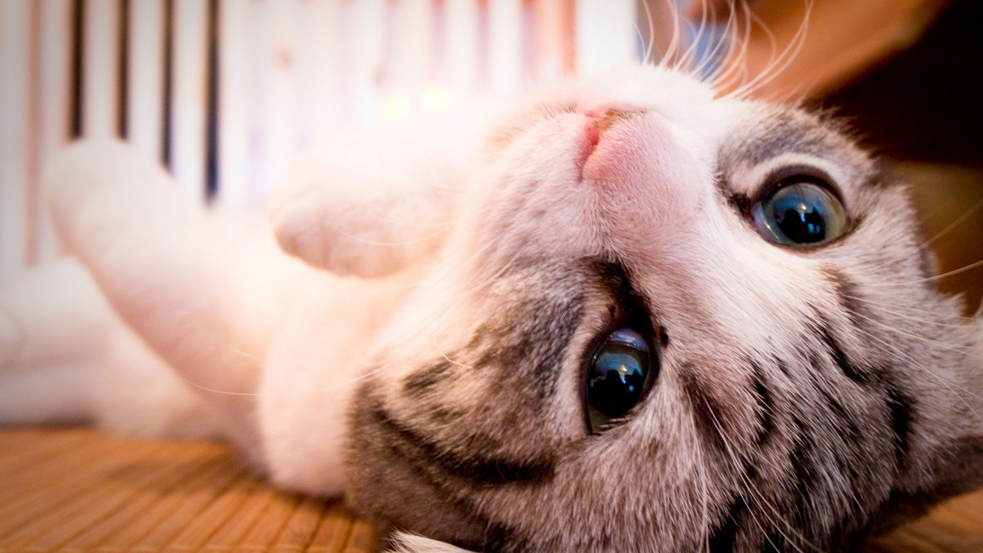 Обои полосатый кот, нос, морда, рыло, кошки сфинксы в разрешении 1920x1080