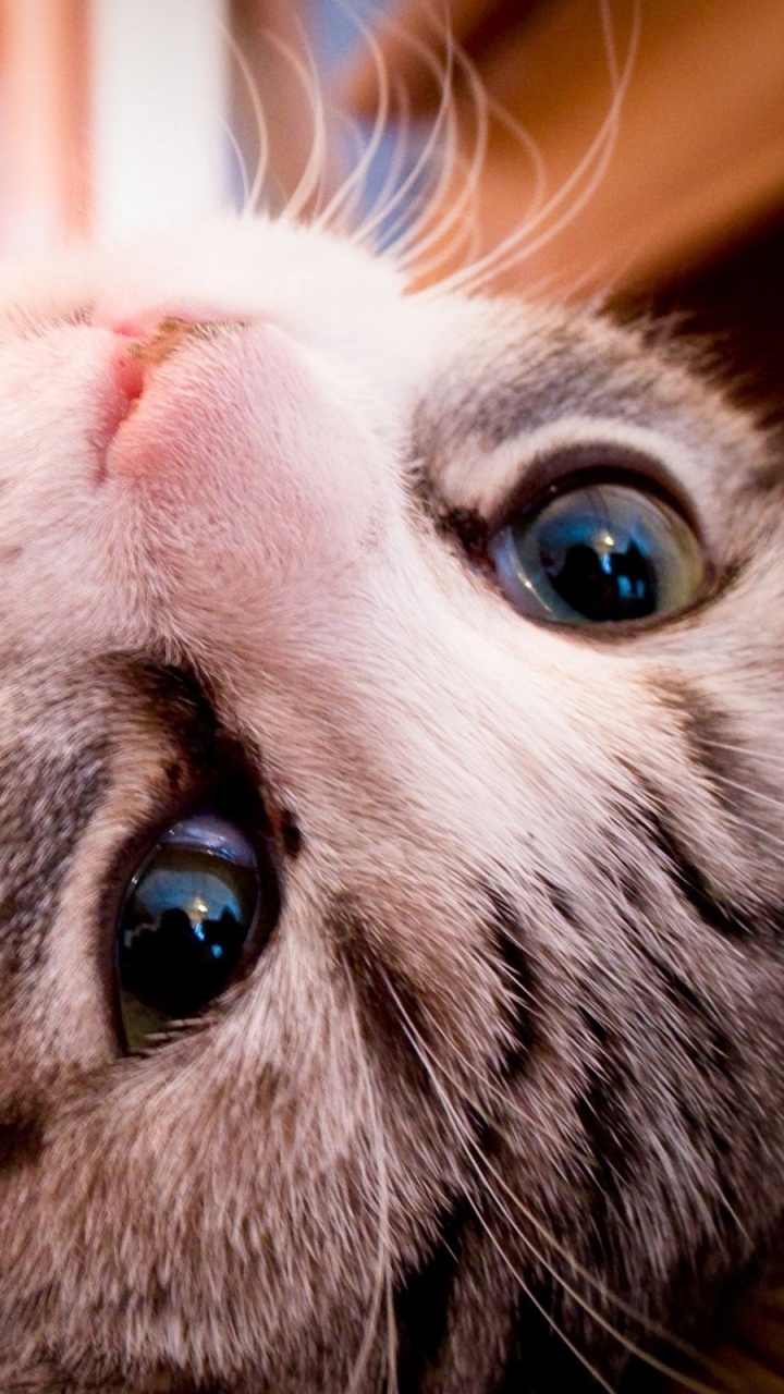 Обои полосатый кот, нос, морда, рыло, кошки сфинксы в разрешении 720x1280