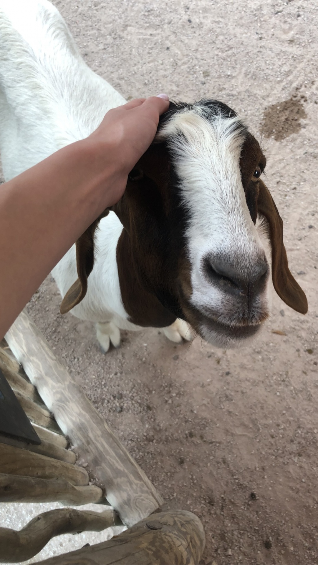 Обои коза, Козлов, наземные животные, морда, домашний скот в разрешении 1080x1920