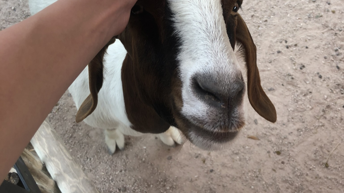 Обои коза, Козлов, наземные животные, морда, домашний скот в разрешении 1366x768