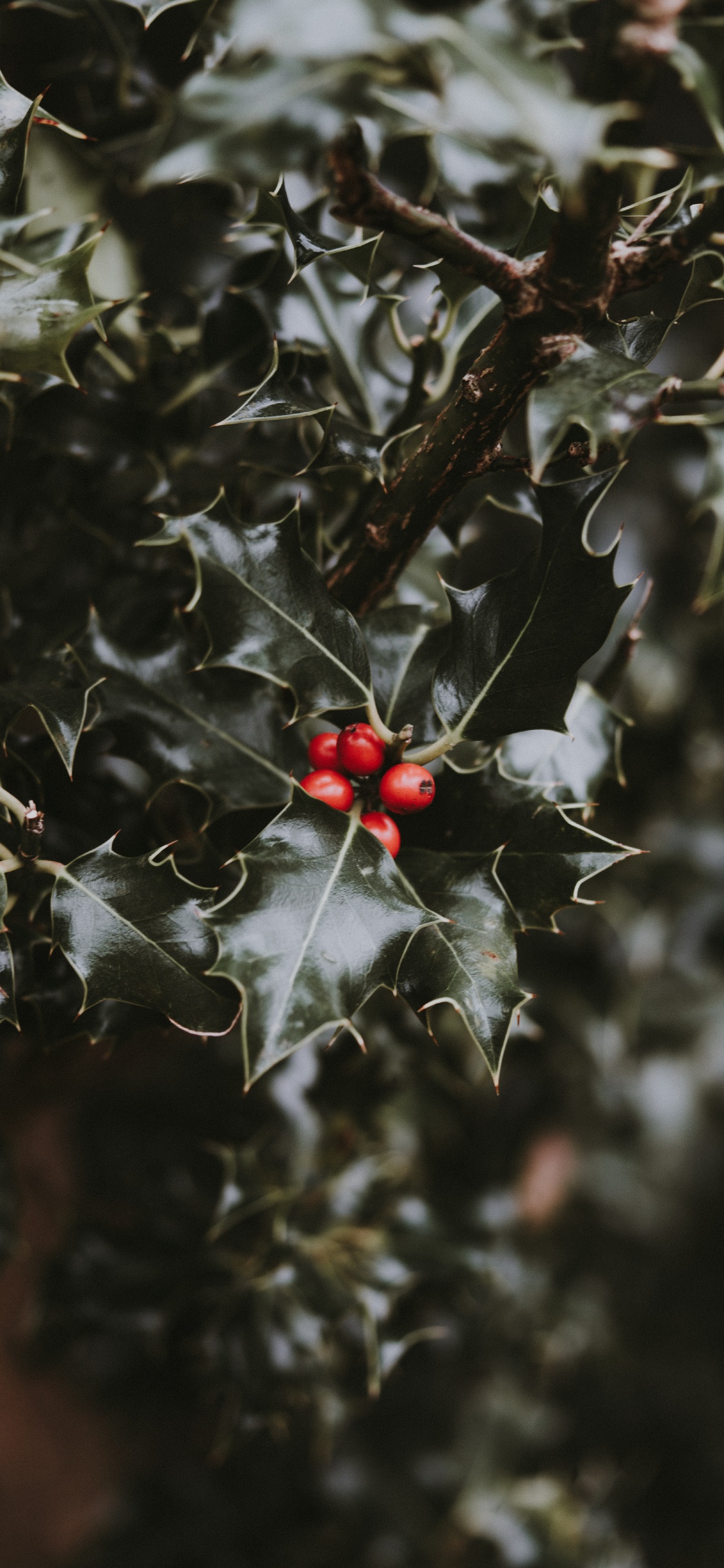 Обои лист, красный цвет, растение, цветок, падуб в разрешении 1125x2436