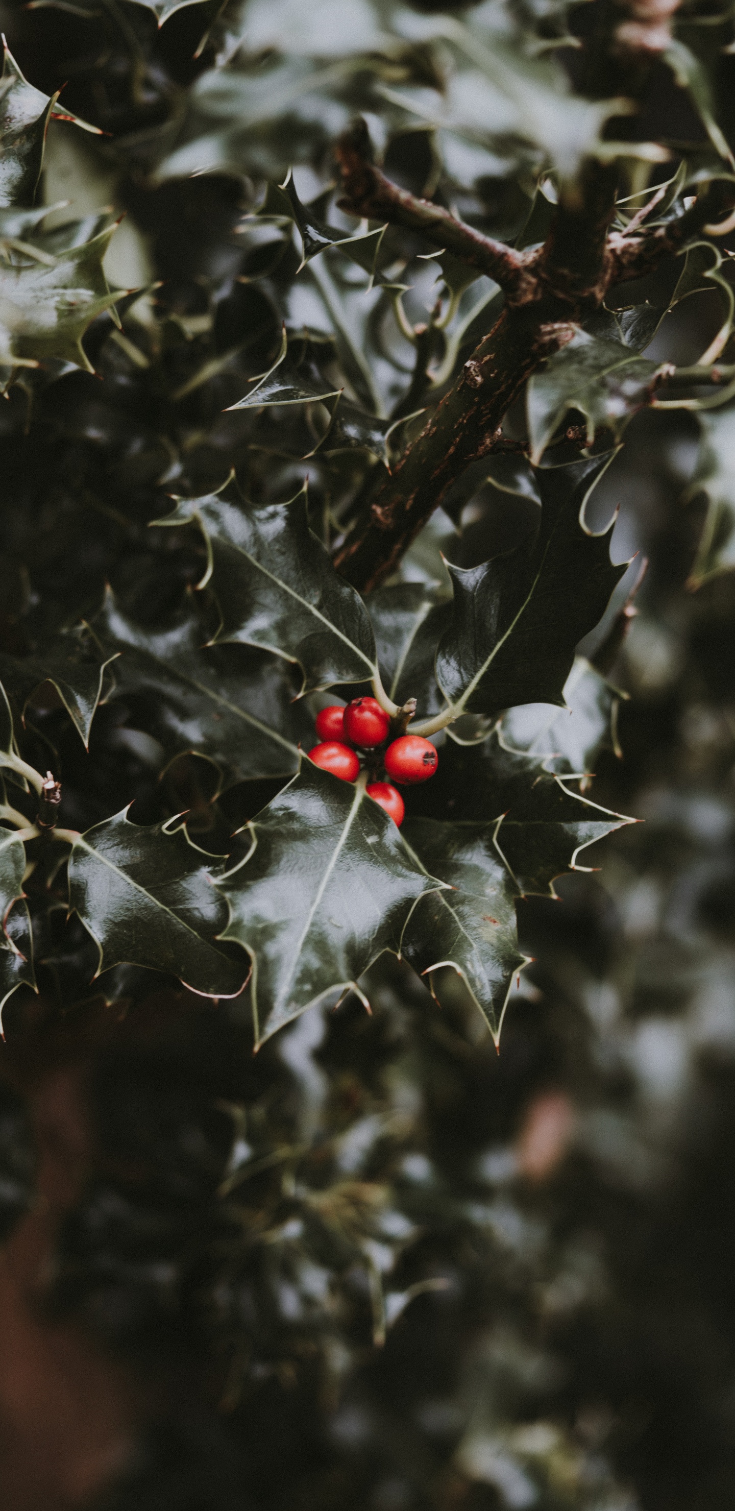 Обои лист, красный цвет, растение, цветок, падуб в разрешении 1440x2960