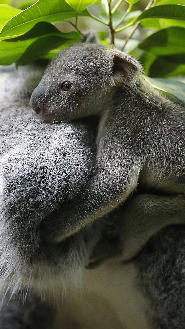 Обои Коала, морда, сумчатое животное, наземные животные, живая природа в разрешении 750x1334