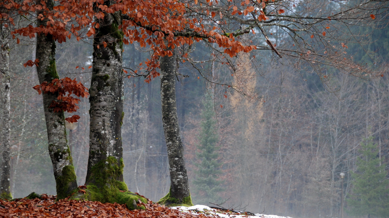 Обои дерево, ветвь, лист, листопадные, осень в разрешении 1280x720