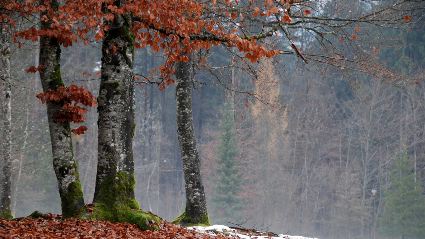 Обои дерево, ветвь, лист, листопадные, осень в разрешении 1366x768