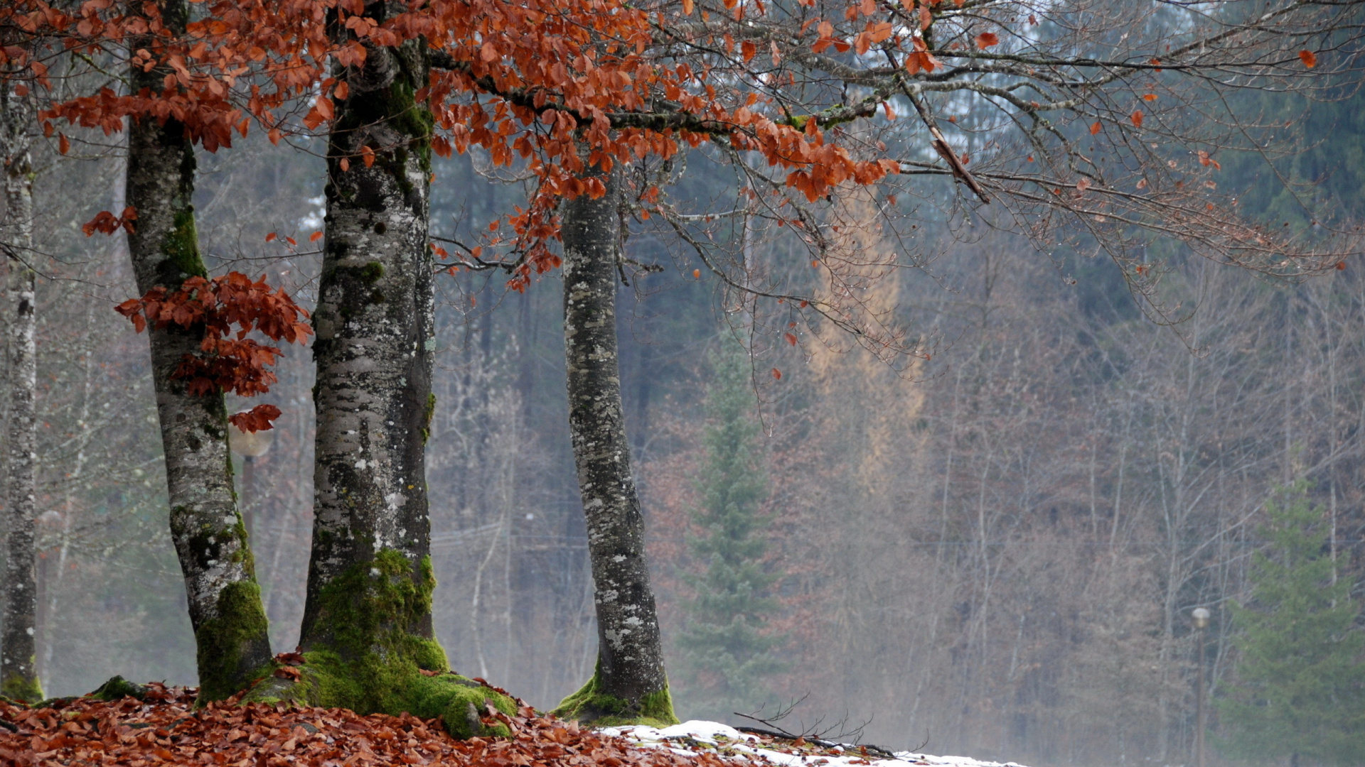 Обои дерево, ветвь, лист, листопадные, осень в разрешении 1920x1080