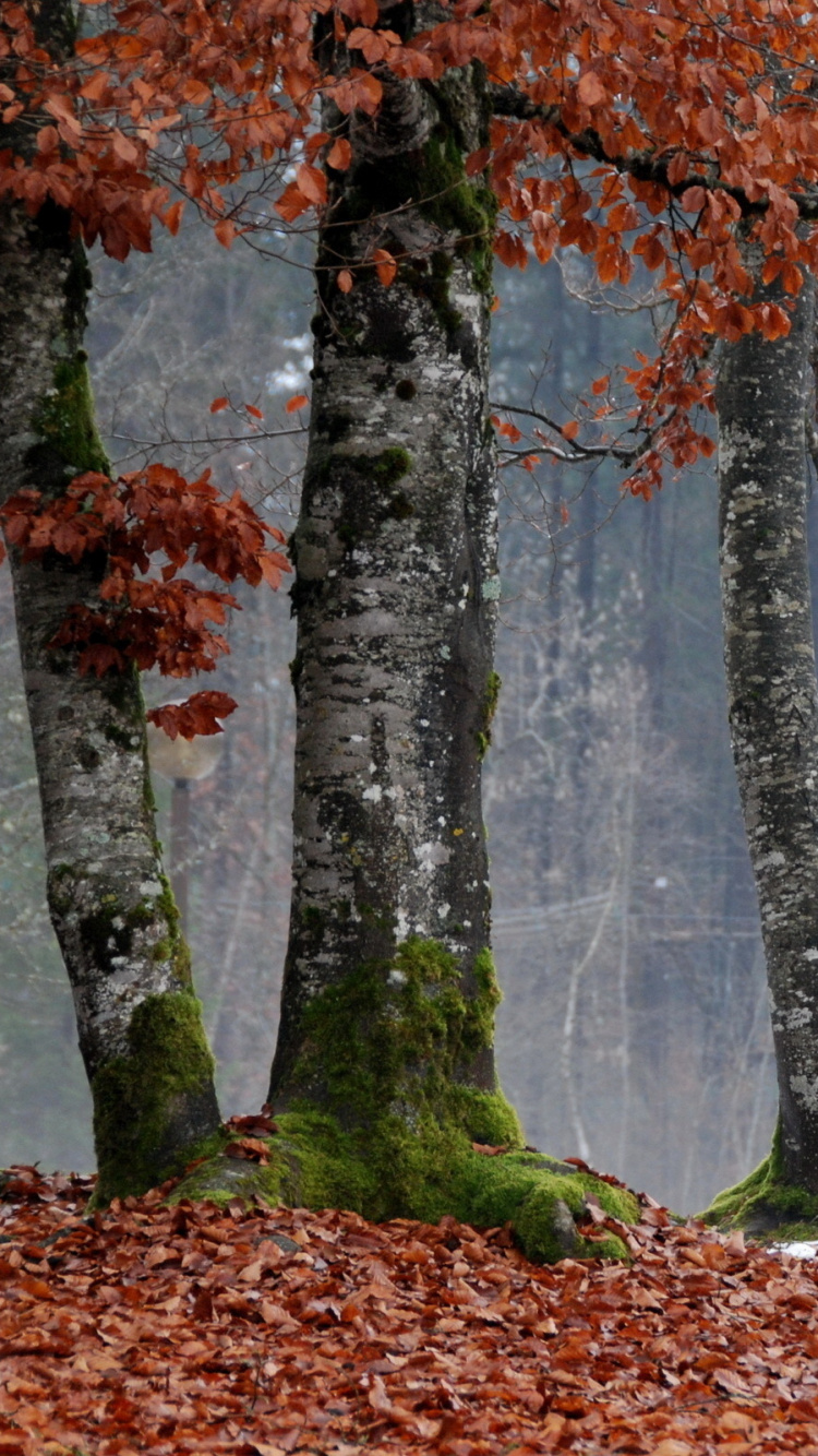 Обои дерево, ветвь, лист, листопадные, осень в разрешении 750x1334