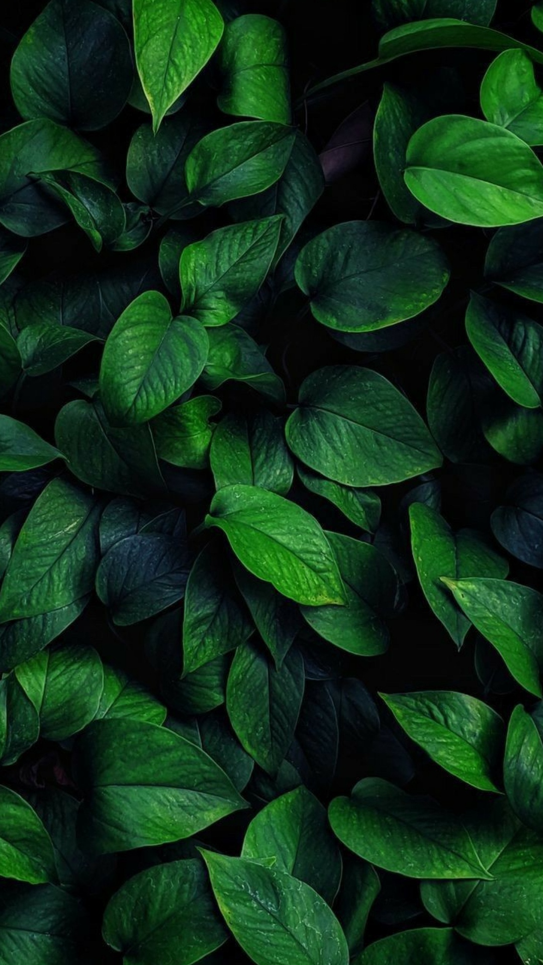 Обои растение, растительность, наземное растение, почвопокровная, цветковое растение в разрешении 1080x1920